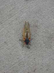 cicada-1.jpg