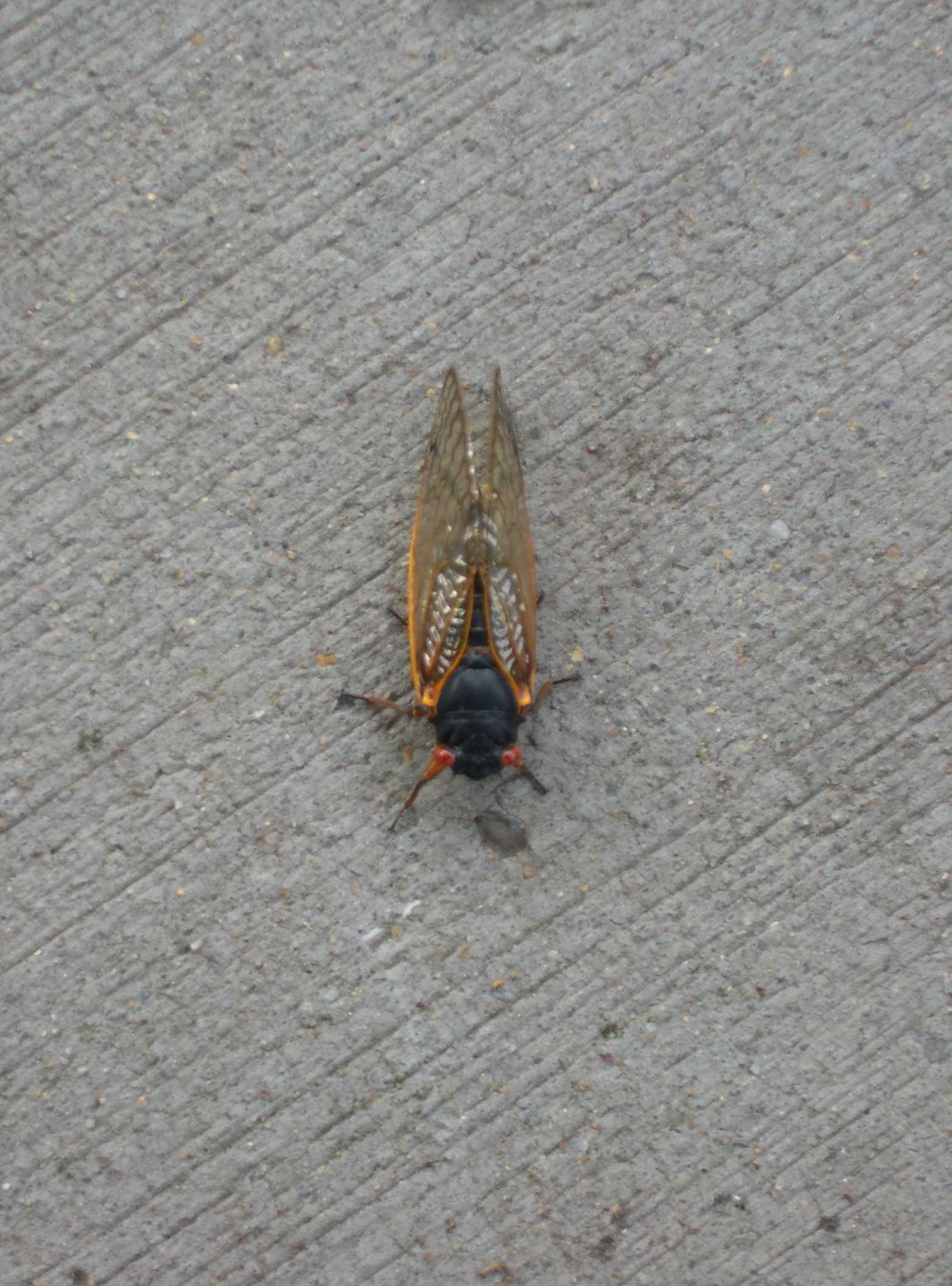 cicada-1.jpg
