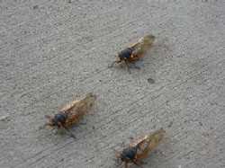 cicada-race-later.jpg