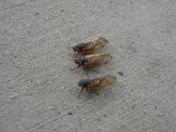 cicada-race-start.jpg