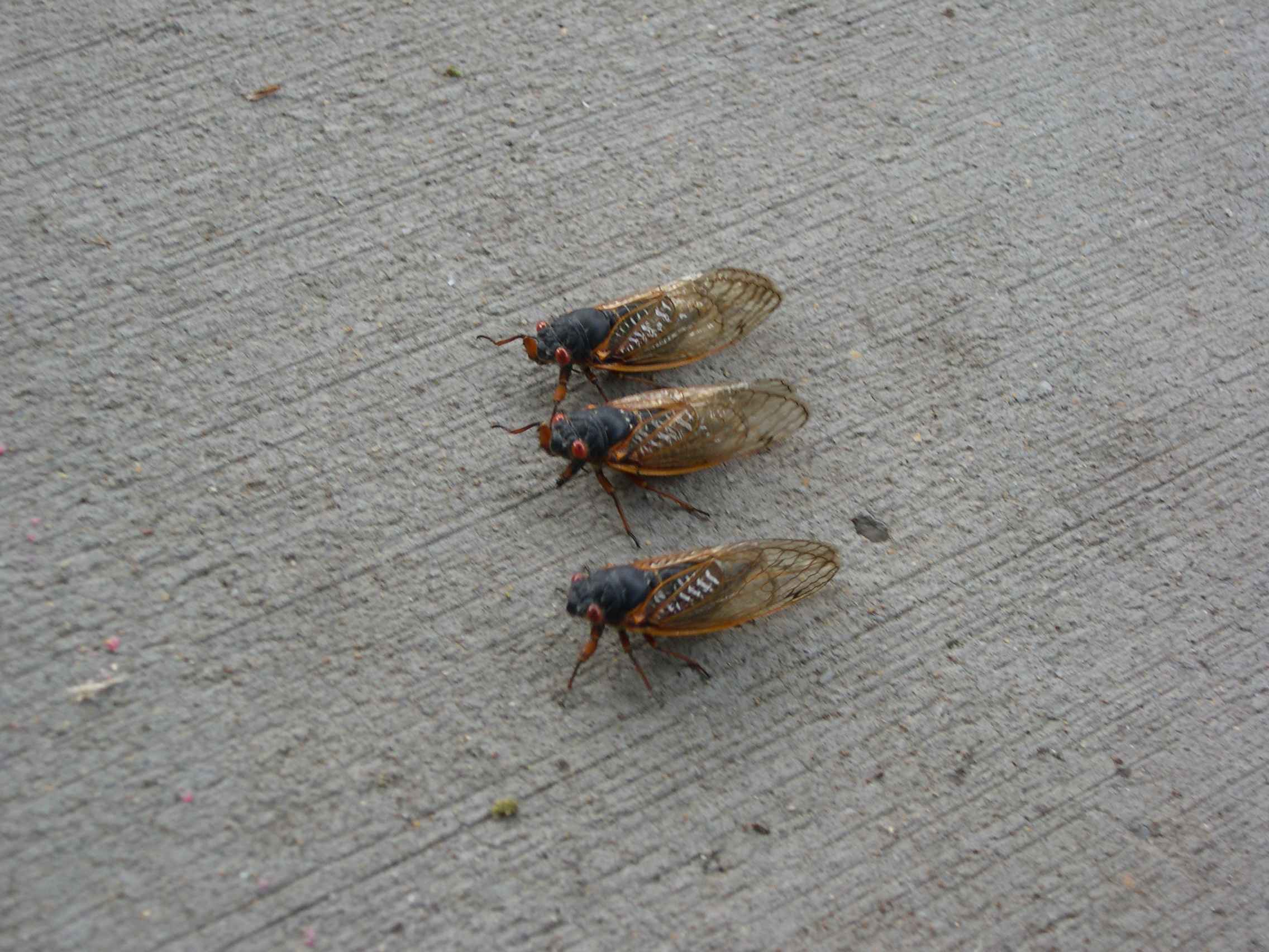 cicada-race-start.jpg
