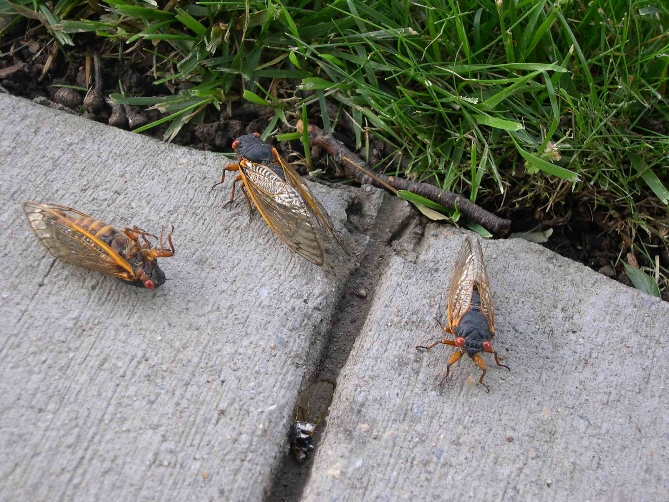 still-life-with-cicadas.jpg