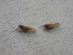 two-cicadas.jpg