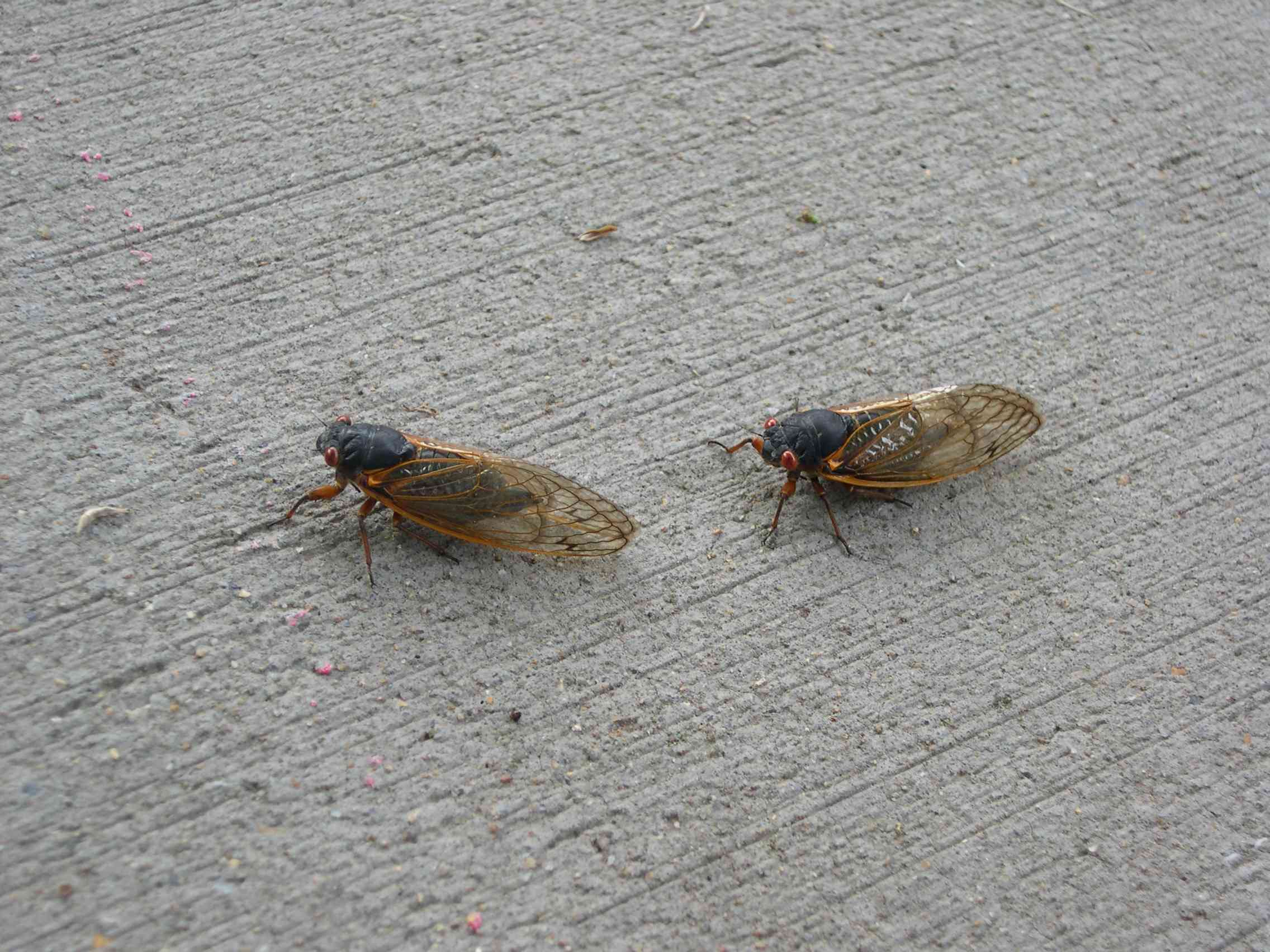 two-cicadas.jpg